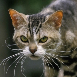 American Wirehair cat