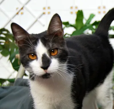 Bambino cat