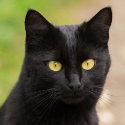 Bombay cat