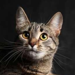 California Spangled cat