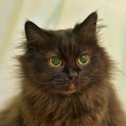 Chantilly Tiffany cat