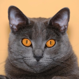 Chartreux cat