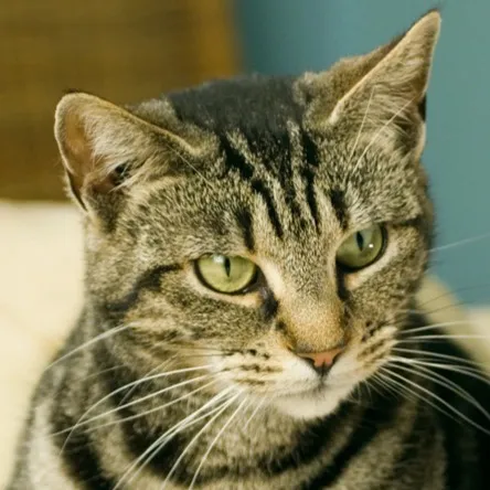 Dragon Li cat