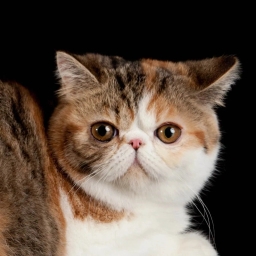 Exotic Shorthair cat