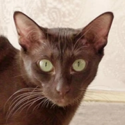 Havana Brown cat