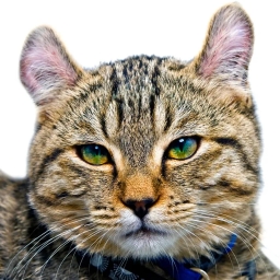 Highlander cat