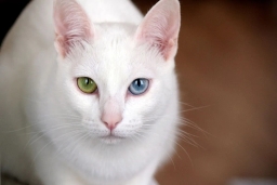 Khao Manee cat