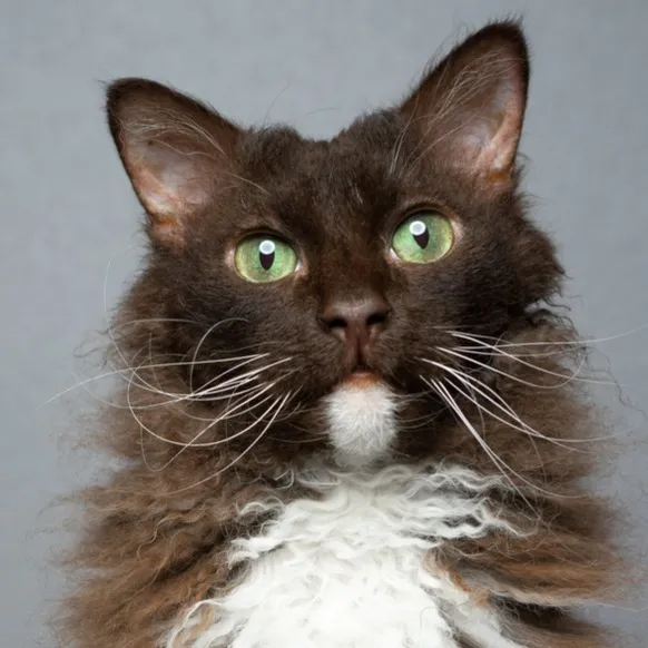 LaPerm cat