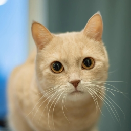 Munchkin cat
