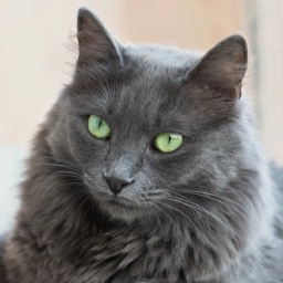 Nebelung cat