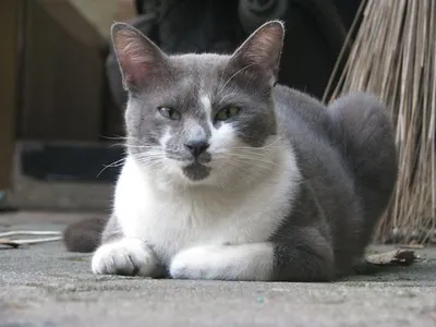 Raas cat