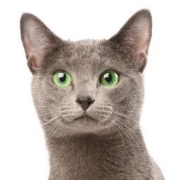 Russian Blue cat