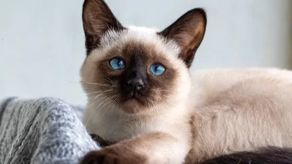 Snowshoe cat
