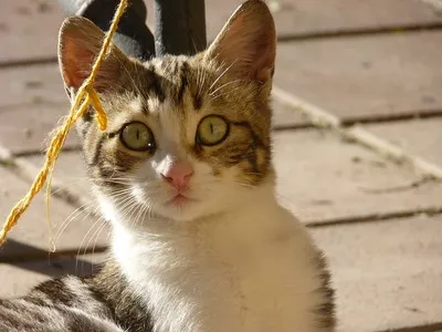 Sokoke cat