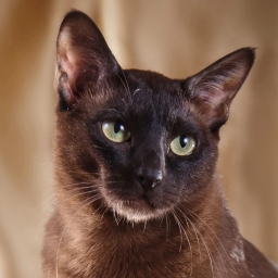 Tonkinese cat