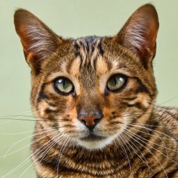 Toyger cat