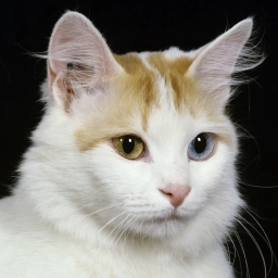 Turkish Van cat