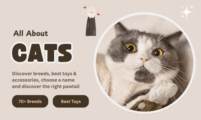 All About Cats