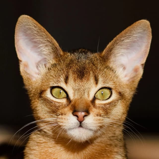 Abyssinian cat