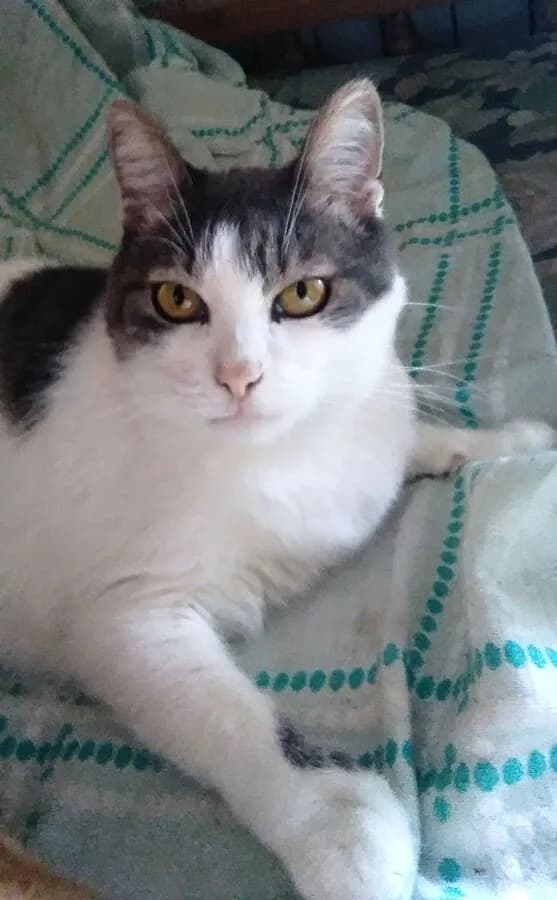 Aegean cat