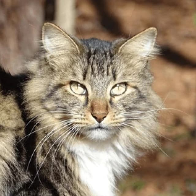 American Bobtail cat