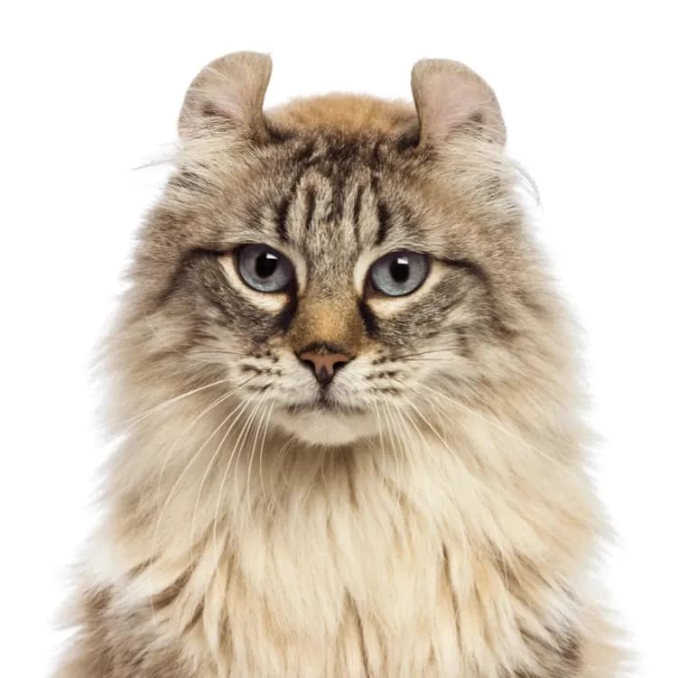 American Curl cat