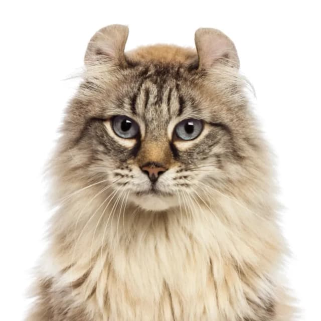 American Curl cat