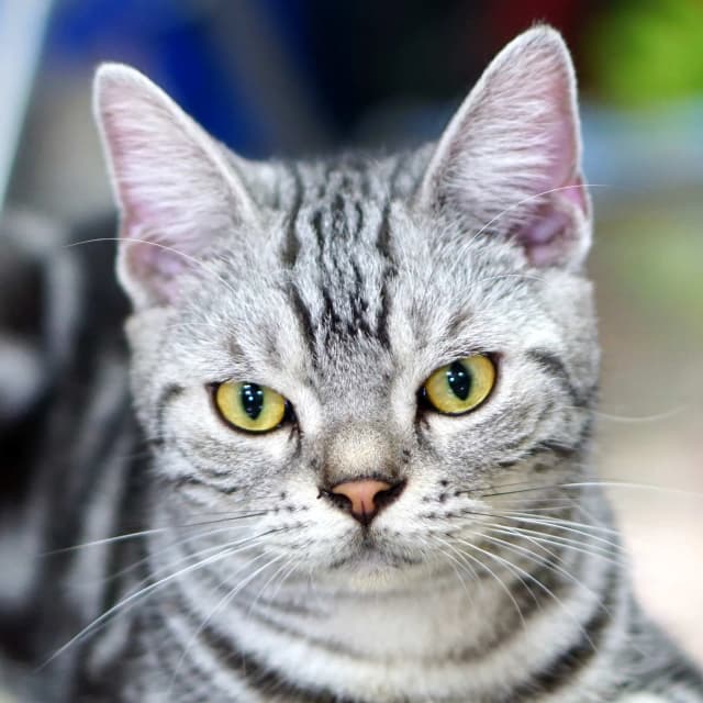 American Shorthair cat