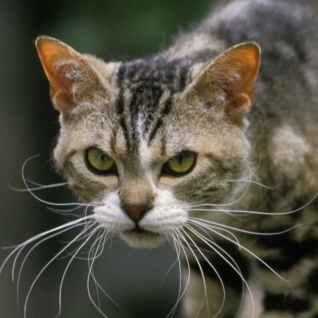 American Wirehair cat
