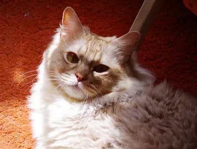 Asian Semi-longhair cat