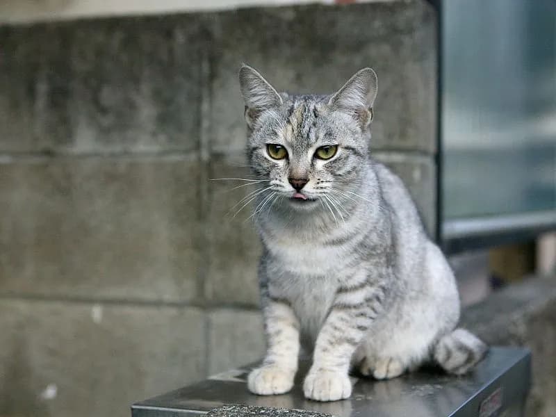 Australian Mist cat