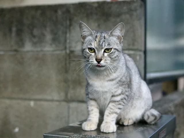 Australian Mist cat