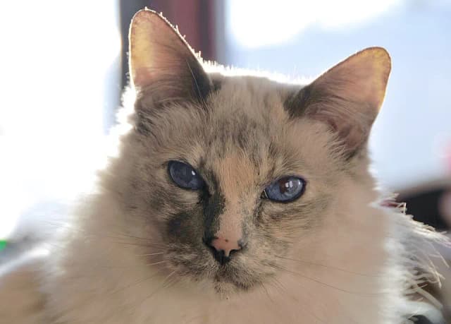 Balinese Cat cat