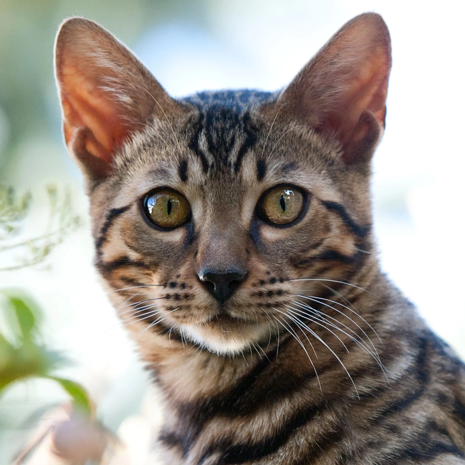 Bengal Cat