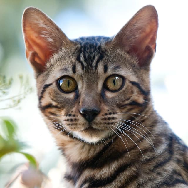 Bengal Cat cat