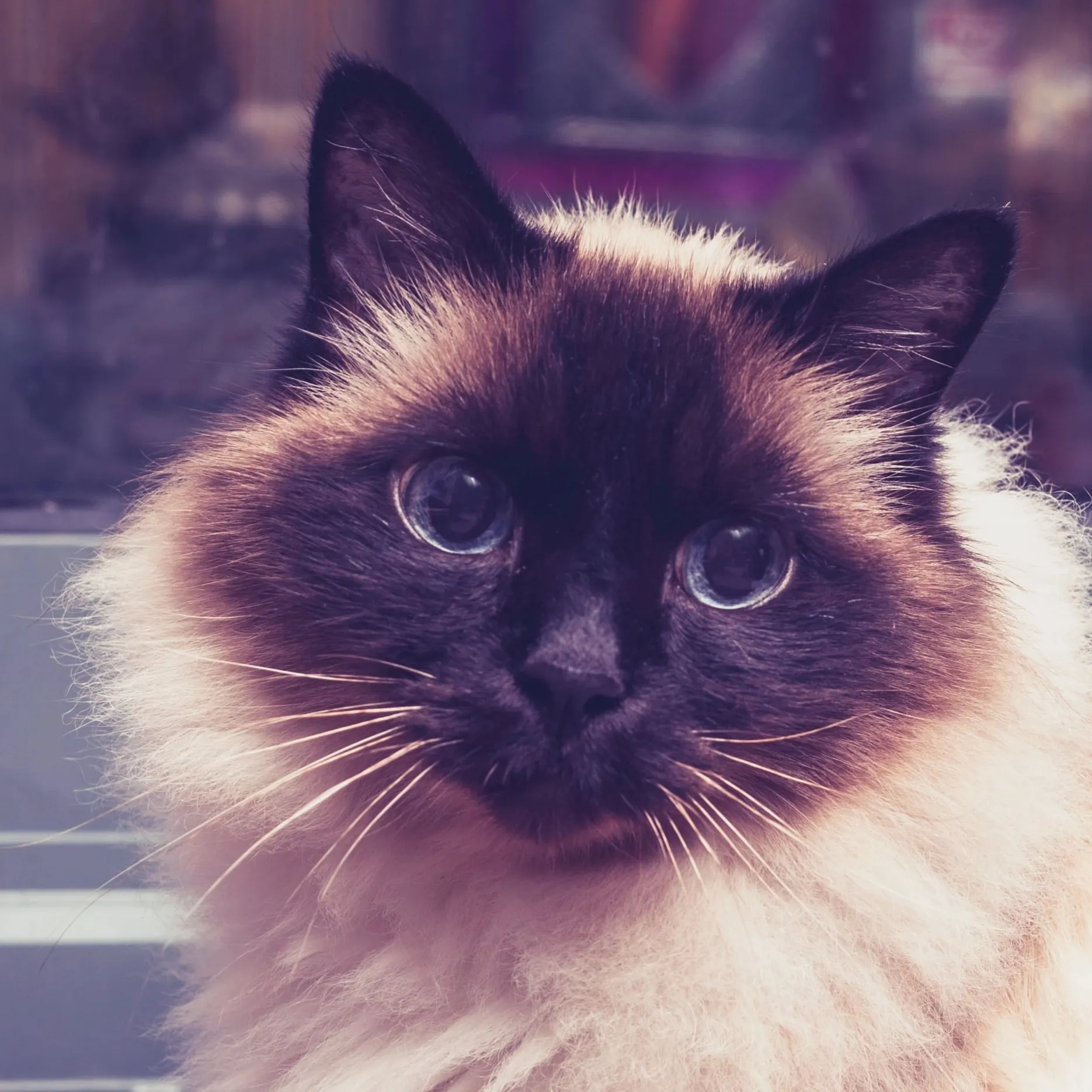 Birman Cat