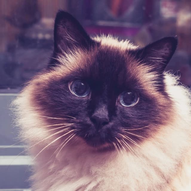 Birman Cat cat