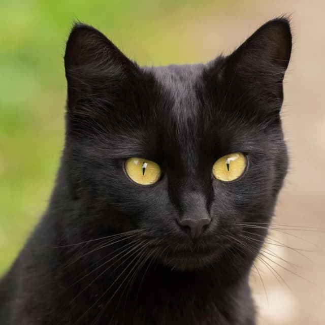 Bombay Cat cat