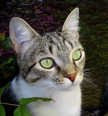 Brazilian Shorthair cat