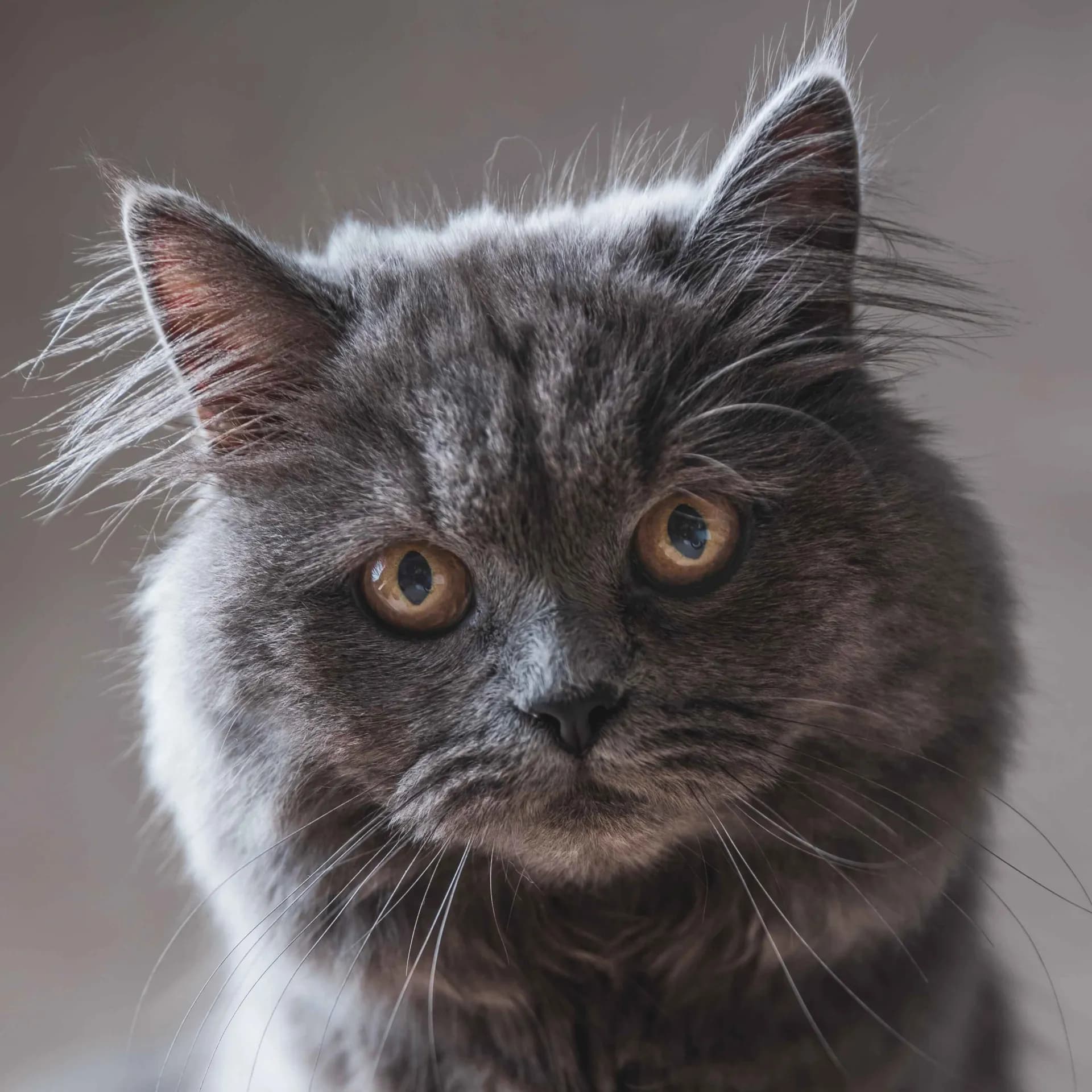 British Longhair cat