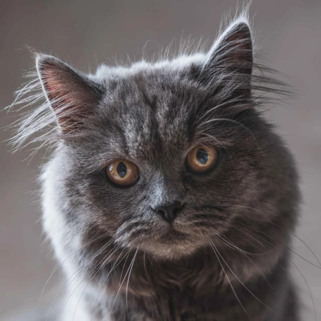 British Longhair cat