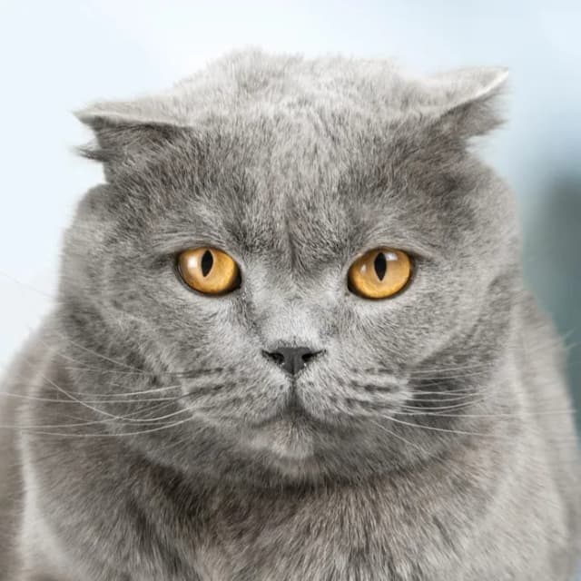 British Shorthair Cat cat