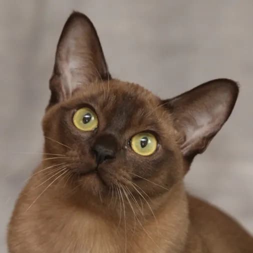 Burmese Cat cat