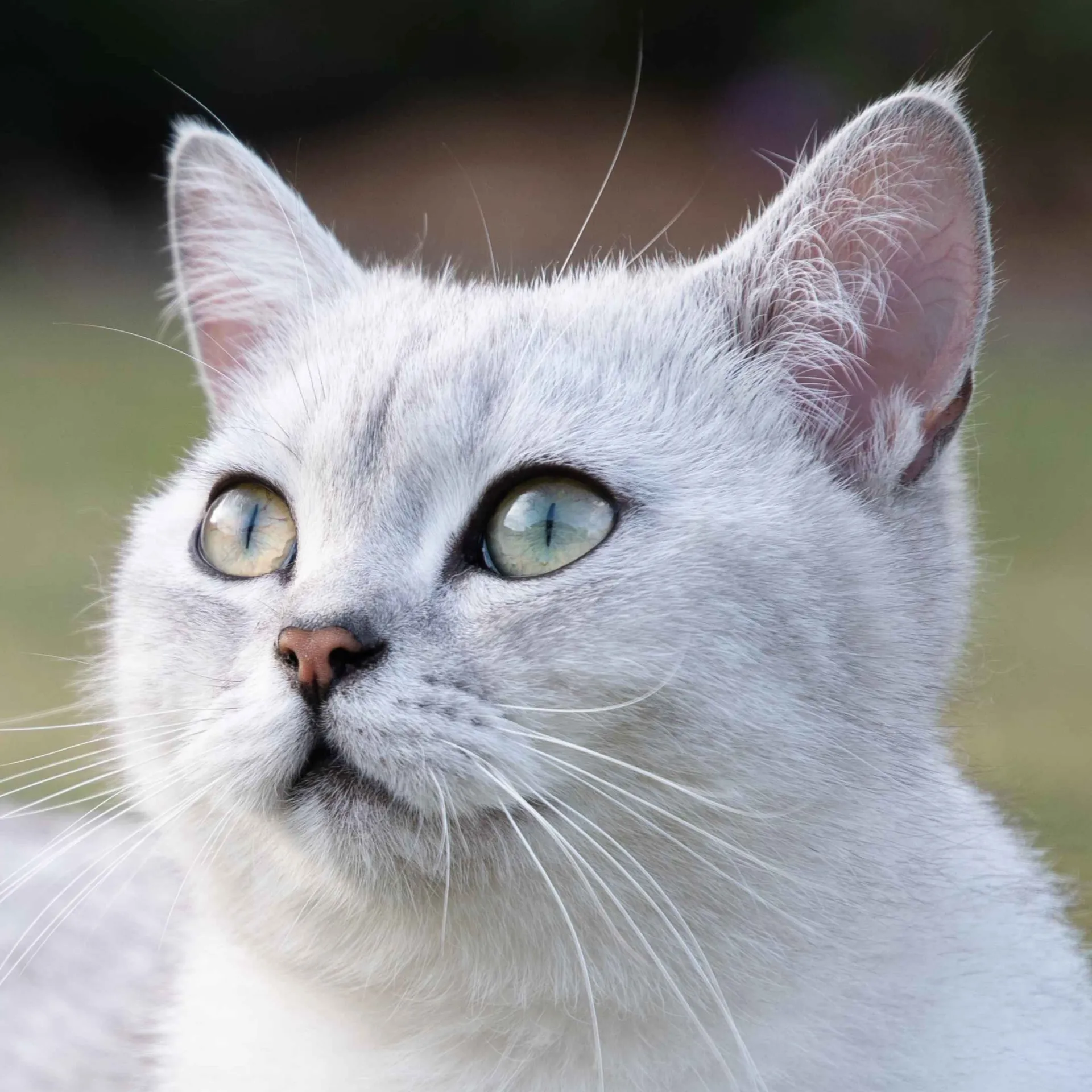 Burmilla cat