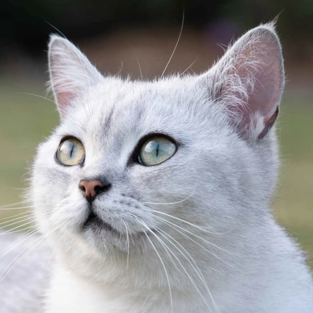Burmilla cat