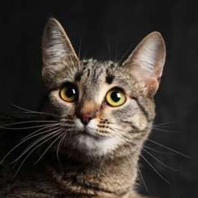 California Spangled cat
