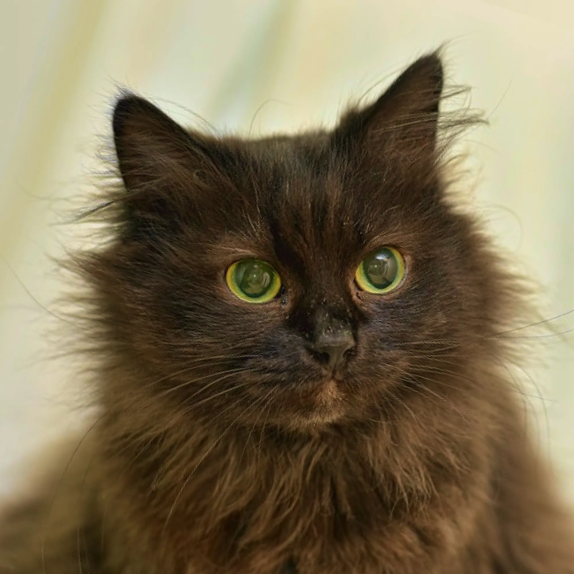 Chantilly Tiffany cat