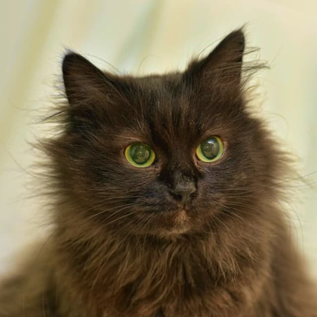 Chantilly Tiffany cat