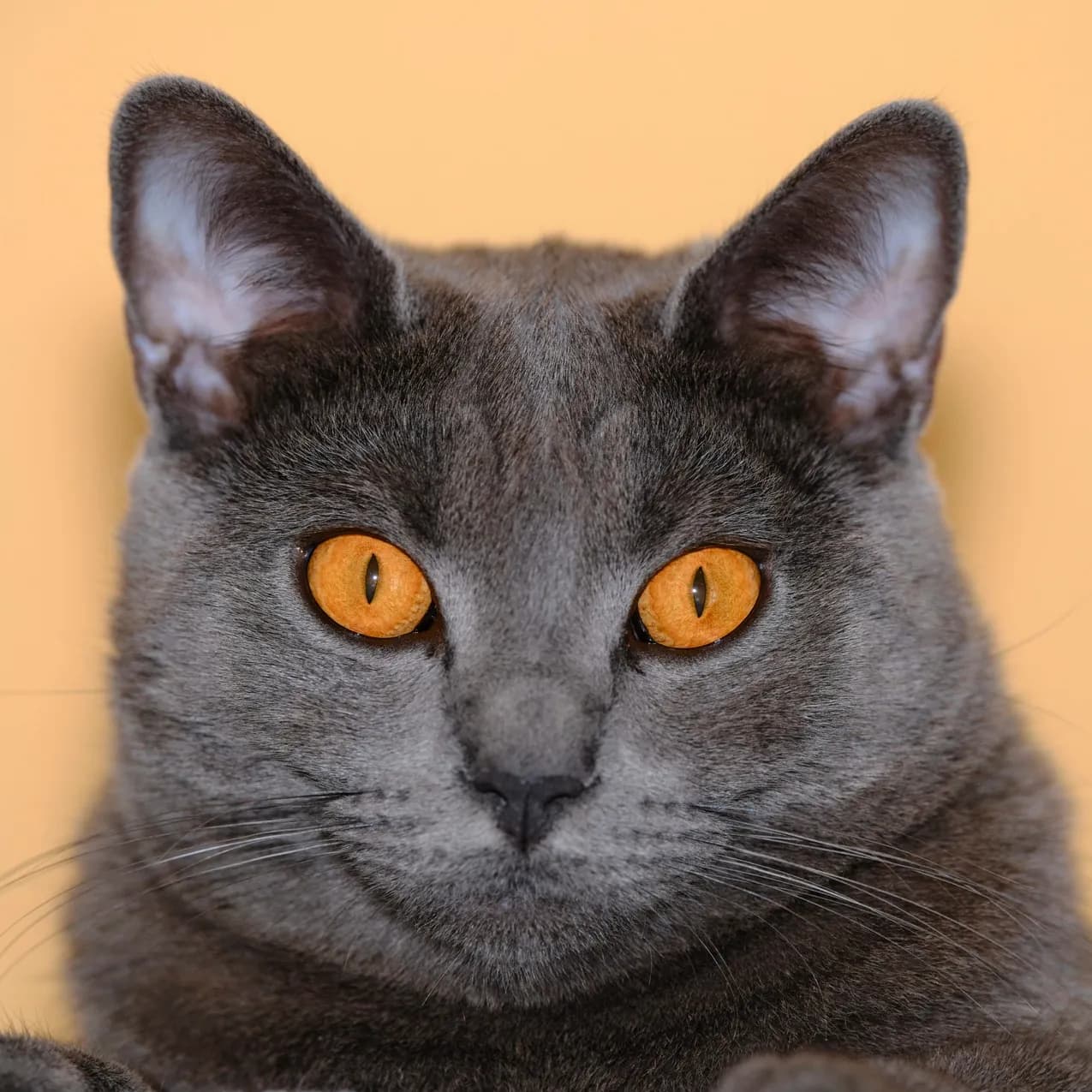 Chartreux cat