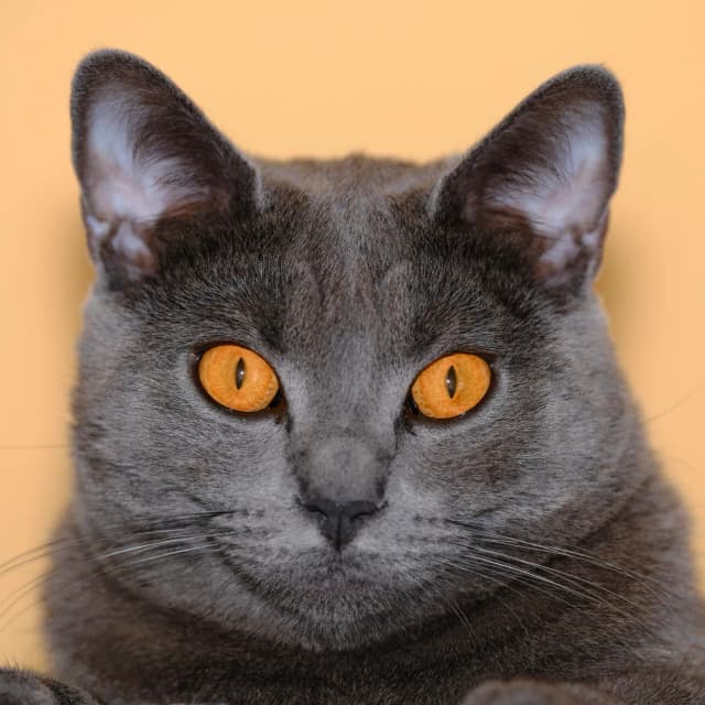 Chartreux Cat cat